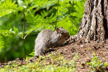 Grey Squirrel resting by a tree trunk in a forest clearing.