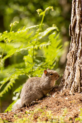 Close-up of a Grey Squirrel foraging on the ground near a tree.