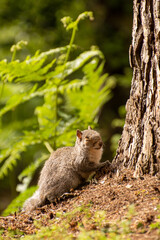 Close-up of a Grey Squirrel foraging on the ground near a tree.