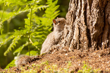 Close-up of a Grey Squirrel foraging on the ground near a tree.