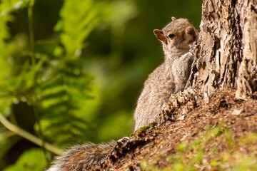 Close-up of a Grey Squirrel foraging on the ground near a tree.