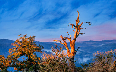 Dried tree against stunning mountain sunrise, showing natural beauty and tranquility of untouched...