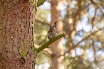 Squirrel sitting on a branch eating a nut in the forest.