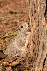  Close-up of a Grey Squirrel climbing a tree in the forest.