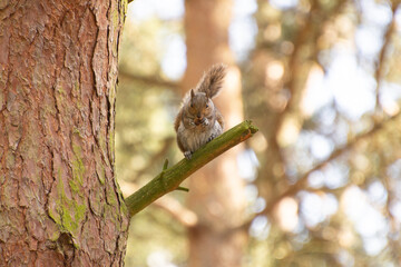 Grey Squirrel Sitting on Tree Branch Eating in Forest