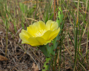 Opuntia humifusa | Eastern Prickly Pear | Native North American Cactus Flower