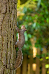 Fototapeta premium Grey Squirrel Climbing a Tree in Woodland