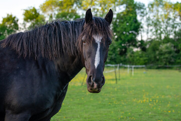 Black Horse Portrait in a Sunny Green Pasture