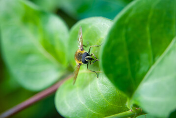 Close-up of a Hoverfly on Green Leaves in a Garden