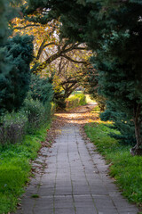 Autumn Walkway Through a Tree-Lined Path