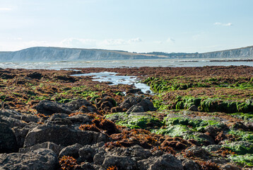 Rocky Beach with Seaweed at Low Tide Near Cliffs on the Isle Of Wight