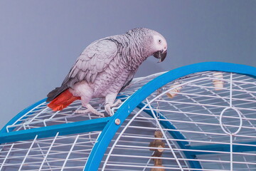 A grey parrot is sitting in a cage