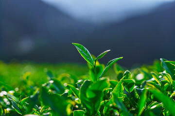 Green tea leaf close up in tea plantation in beautiful destination in Nuwara Eliya in Sri Lanka, Ceylon Island