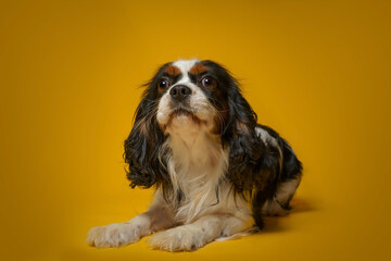 cavalier king charles spaniel