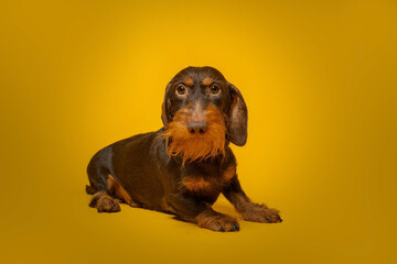 dachshund dog portrait