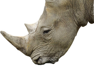 A white rhino isolated on white © Herman Vlad