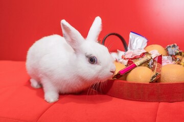 White rabbit on a red background with a Christmas gift close-up