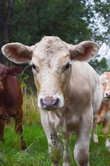 white cow standing in the field looking ahead