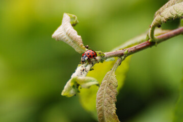 Ladybug Crawling on Leafy Branch with Green Background