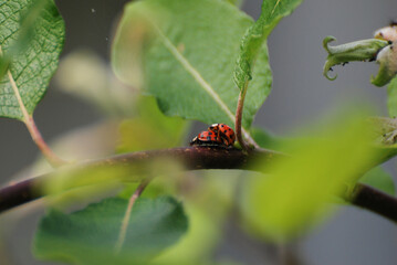 Two Ladybugs Mating on a Tree Branch Among Green Leaves macro close up 
