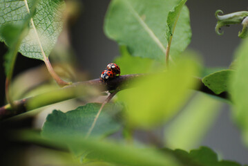 Two Ladybugs Mating on a Tree Branch Among Green Leaves macro close up 