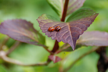 Two Ladybugs Resting on Purple Leaf in Natural Surroundings