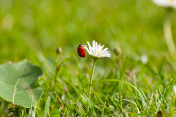 Ladybug Climbing a Daisy in Sunlit Grass