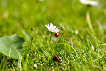 Ladybug Climbing a Daisy in Sunlit Grass