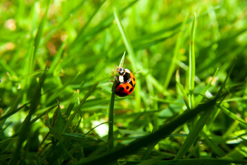 Close-Up of a Ladybug on Grass Blade in Sunlit Meadow