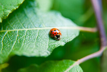 Ladybird ladybug sits on a green leaf macro closeup photograph 