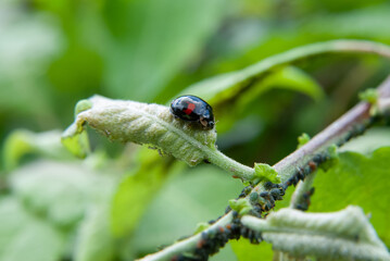  Black Ladybug on Green Leaf closeup macro photograph with blurred background