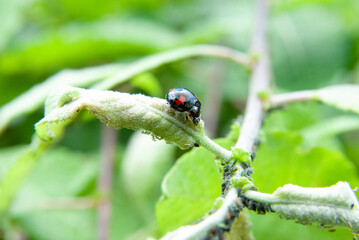  Black Ladybug on Green Leaf closeup macro photograph with blurred background