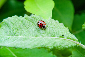 Close-Up of a Ladybug on a Green Leaf