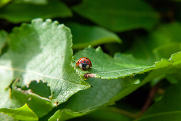 Close-Up of a Ladybug on a Green Leaf