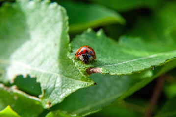 Close-Up of a Ladybug on a Green Leaf