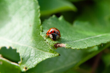 Close-Up of a Ladybug on a Green Leaf