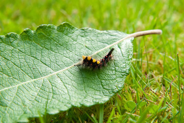 Vapourer Moth Caterpillar on Green Leaf