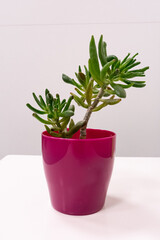 Succulent Plant in a Bright Pink Pot on Minimalist Background
