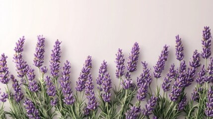 Naklejka premium Serenity in Lavender Closeup Lavender Sprigs on Light Background, Calm and Tranquil Mood for Wellness, Aromatherapy, and Beauty Concepts