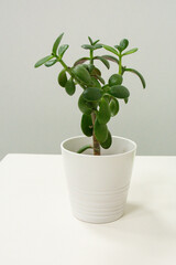 Jade Plant in a White Pot on Minimalist Background