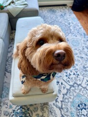 A cute fluffy red colored Cavapoo dog excited to see his owner.