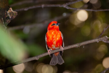 Scarlet Tanager on a Branch