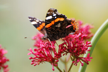 Red Admiral Butterfly Feeding on Pink Flowers