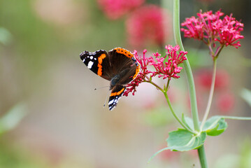 Red Admiral Butterfly Feeding on Pink Flowers