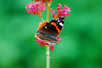 Red Admiral Butterfly Feeding on Pink Flower with Green Background