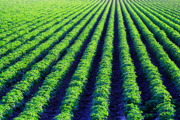 Farm Field of Green Lush Crops Growing in Rows or lines