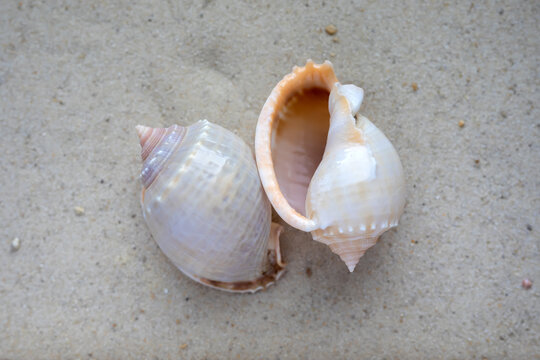 Phalium glaucum seashell on a sand. Seashell on sand, top view.
