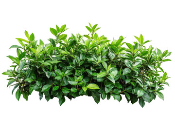 Obraz premium Lush green tropical plant bushes isolated on white or transparent background, png