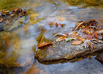 Colorful, autumn leaves rest on a rock in a forest stream