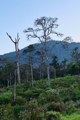 Leafless Trees Standing Tall in a Mountain Landscape